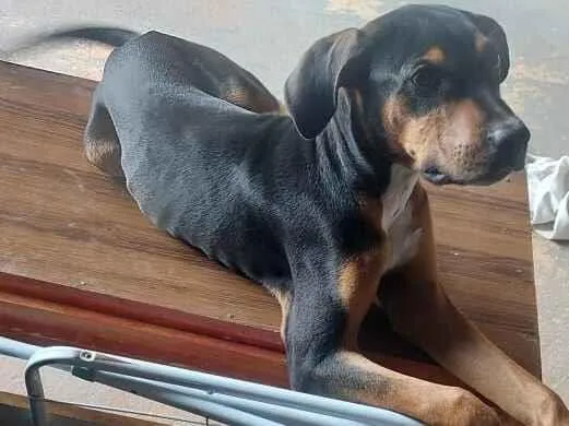 Cachorro raça SRD-ViraLata idade 7 a 11 meses nome olavo