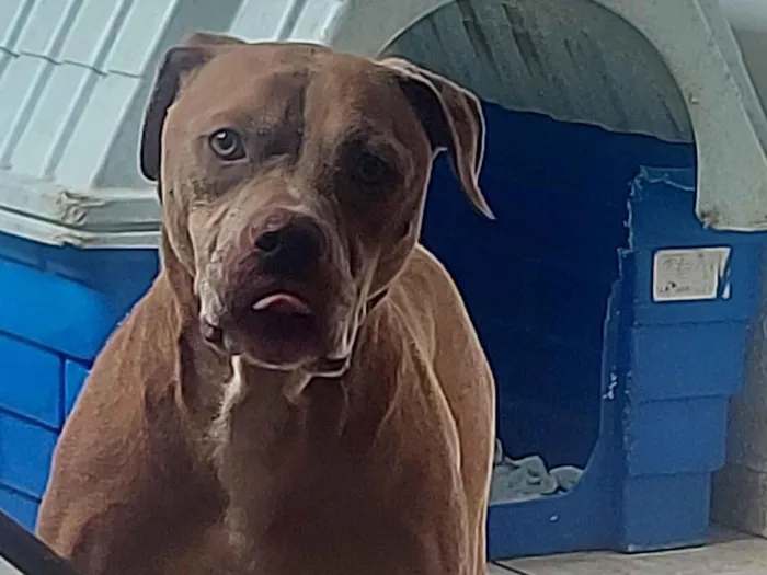 Cachorro raça Pit-Bull idade 4 anos nome Hidan