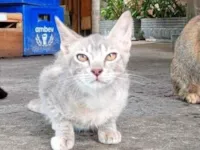 Gato raça SRD-ViraLata idade 2 a 6 meses nome 3 irmãos 