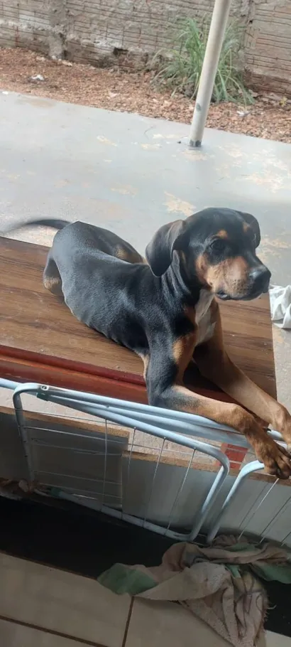 Cachorro raça SRD-ViraLata idade 7 a 11 meses nome olavo 