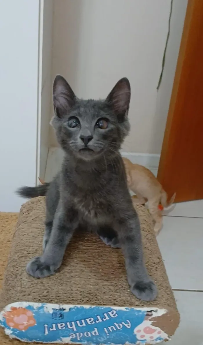 Gato raça SRD-ViraLata idade 2 a 6 meses nome Romeo 