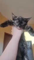 Gato raça SRD-ViraLata idade Abaixo de 2 meses nome Ainda nao tem nome