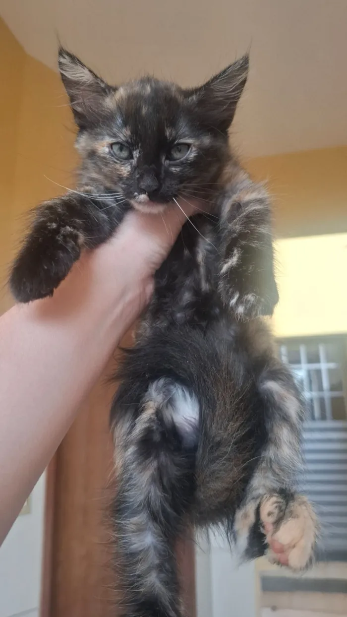 Gato raça SRD-ViraLata idade Abaixo de 2 meses nome Ainda nao tem nome