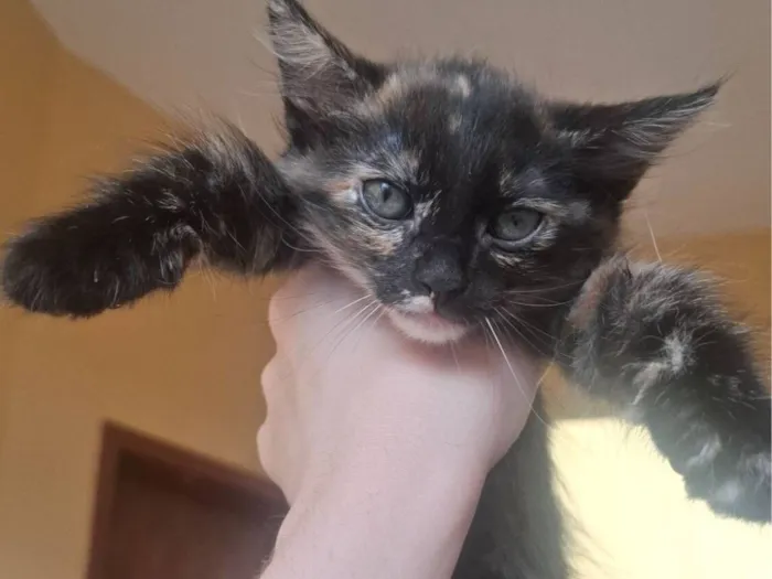 Gato raça SRD-ViraLata idade Abaixo de 2 meses nome Ainda nao tem nome