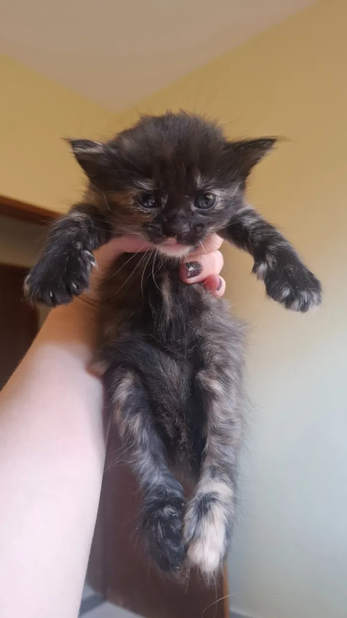 Gato raça SRD-ViraLata idade Abaixo de 2 meses nome nao tem nome ainda