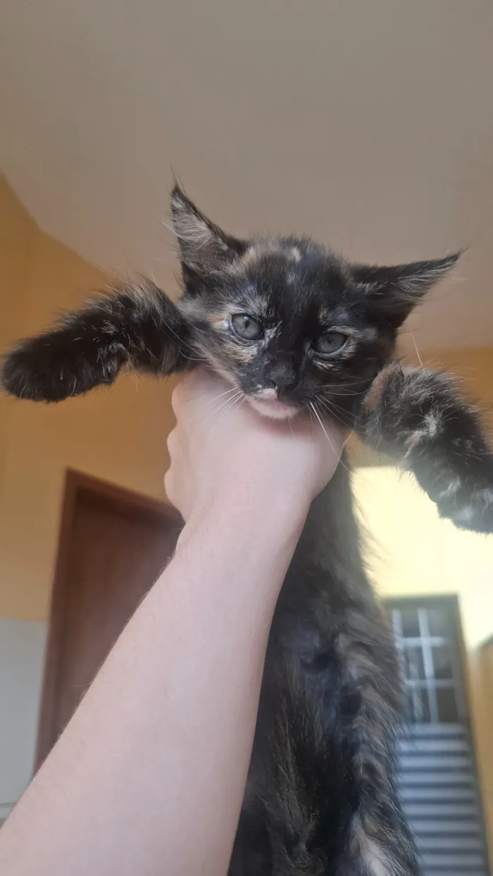 Gato raça SRD-ViraLata idade Abaixo de 2 meses nome nao tem nome ainda