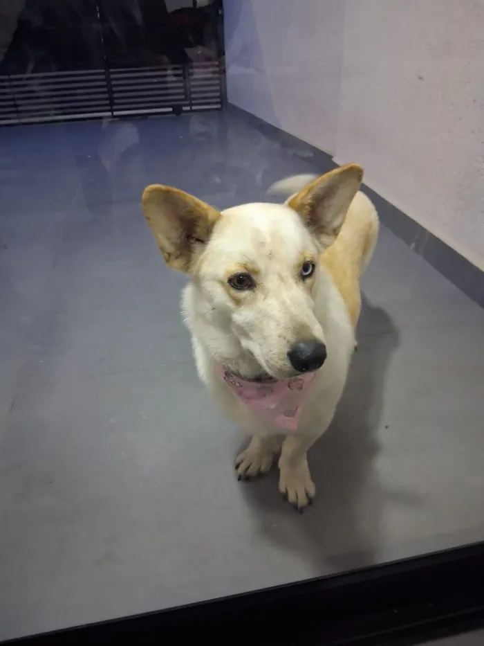 Cachorro raça SRD-ViraLata idade 2 anos nome Ivy