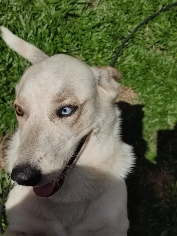 Cachorro raça SRD-ViraLata idade 2 anos nome Ivy
