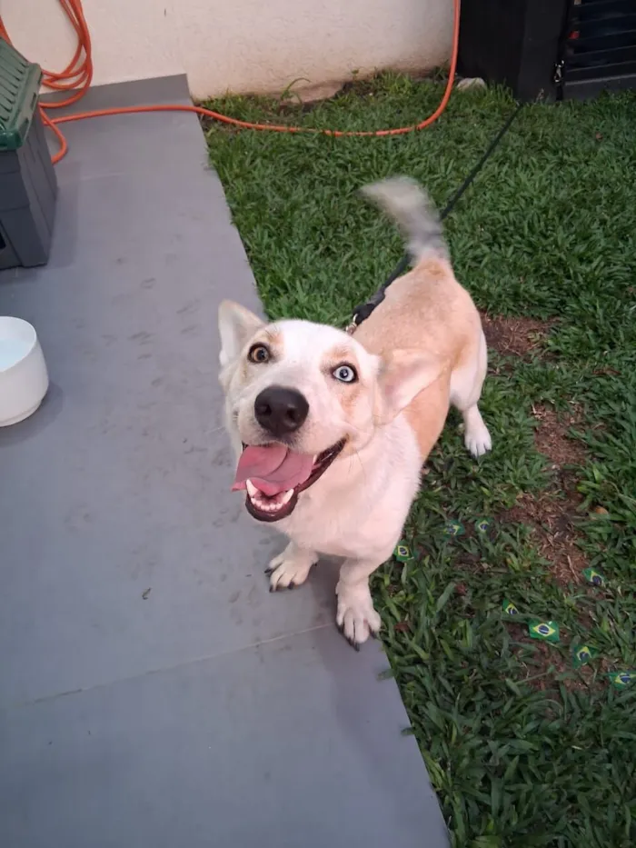 Cachorro raça SRD-ViraLata idade 2 anos nome Ivy