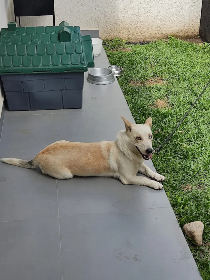Cachorro raça SRD-ViraLata idade 2 anos nome Ivy