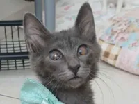 Gato raça SRD-ViraLata idade 2 a 6 meses nome Romeo 