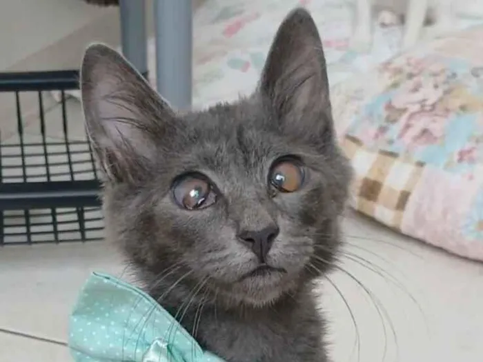 Gato raça SRD-ViraLata idade 2 a 6 meses nome Romeo 