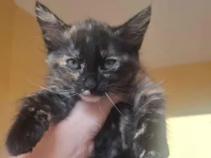 Gato raça SRD-ViraLata idade Abaixo de 2 meses nome Ainda nao tem nome