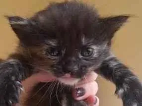 Gato raça SRD-ViraLata idade Abaixo de 2 meses nome nao tem nome ainda