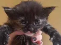 Gato raça SRD-ViraLata idade Abaixo de 2 meses nome nao tem nome ainda