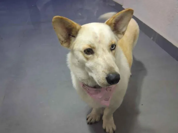 Cachorro raça SRD-ViraLata idade 2 anos nome Ivy