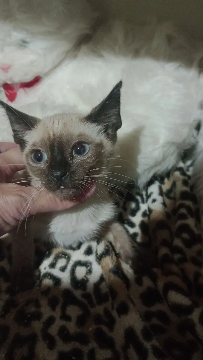 Gato raça SRD-ViraLata idade 2 a 6 meses nome Gatinhas