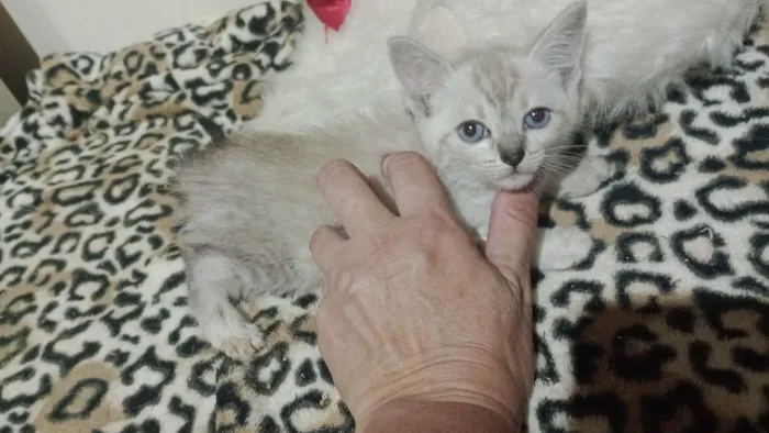 Gato raça SRD-ViraLata idade 2 a 6 meses nome Gatinhas
