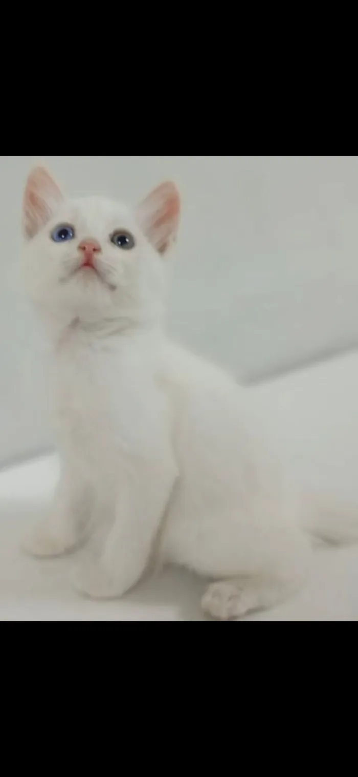 Gato raça SRD-ViraLata idade 2 a 6 meses nome branquinhos peludos com heterocromia - somente adoção conjunta.