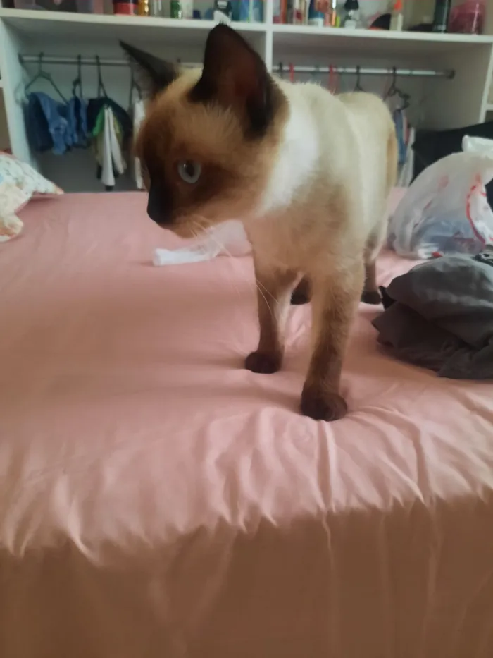 Gato raça Siamês idade 2 a 6 meses nome Maria flor