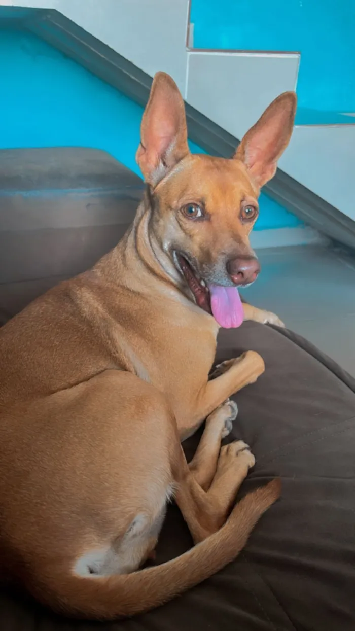 Cachorro raça SRD-ViraLata idade 5 anos nome Ohana