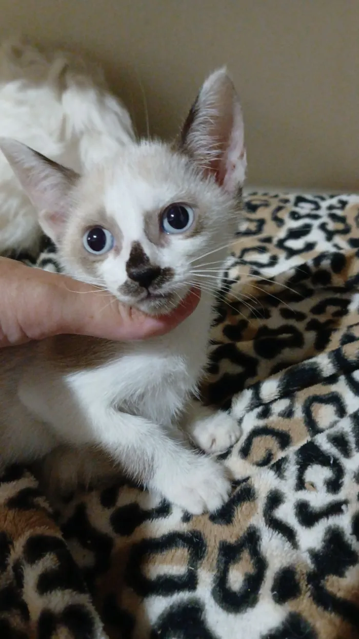 Gato raça SRD-ViraLata idade 2 a 6 meses nome Gatinhas 