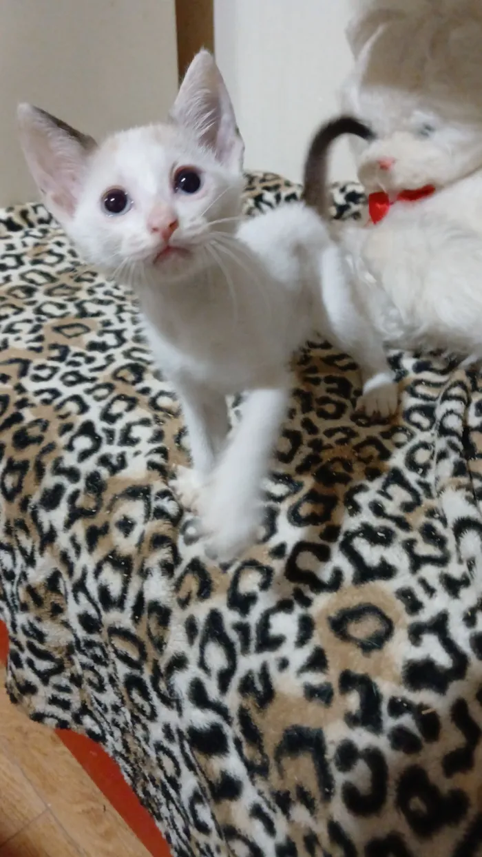 Gato raça SRD-ViraLata idade 2 a 6 meses nome Gatinhas 