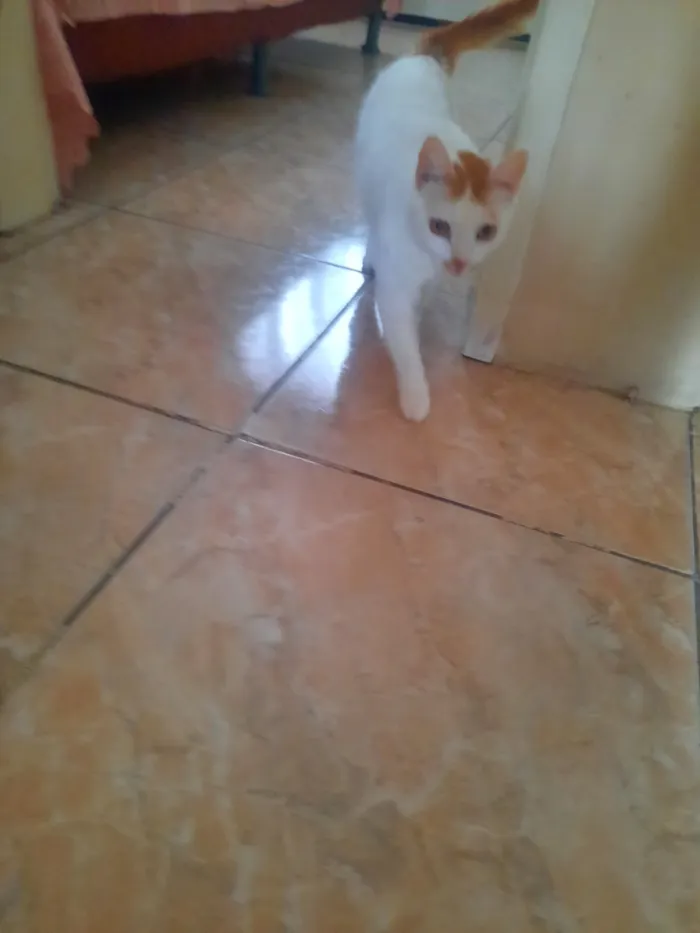 Gato raça SRD-ViraLata idade 2 a 6 meses nome branca 