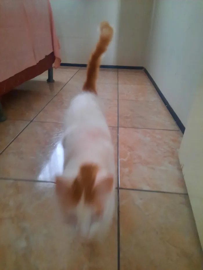 Gato raça SRD-ViraLata idade 2 a 6 meses nome branca 