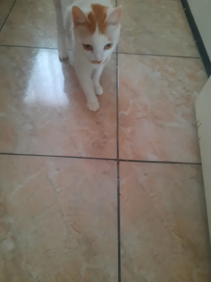 Gato raça SRD-ViraLata idade 2 a 6 meses nome branca 