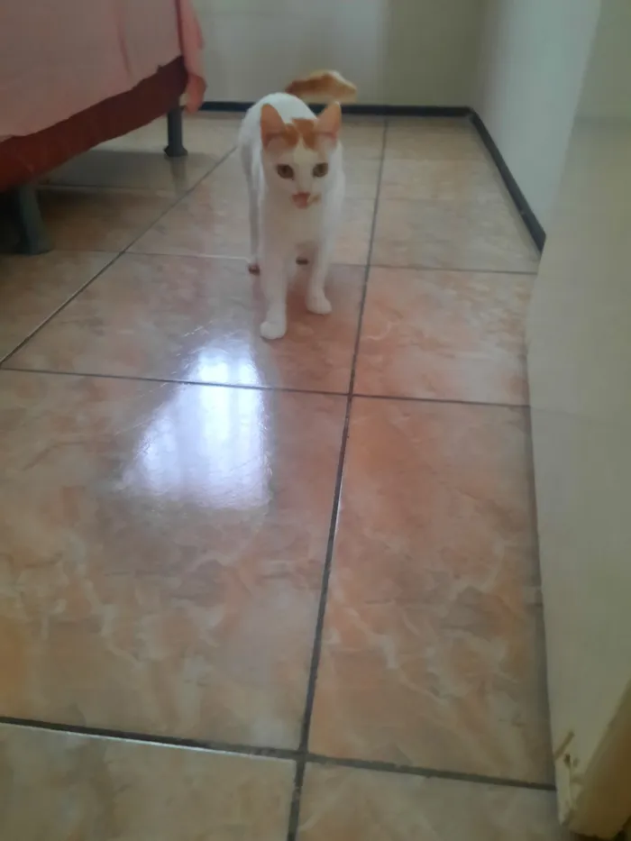 Gato raça SRD-ViraLata idade 2 a 6 meses nome branca 