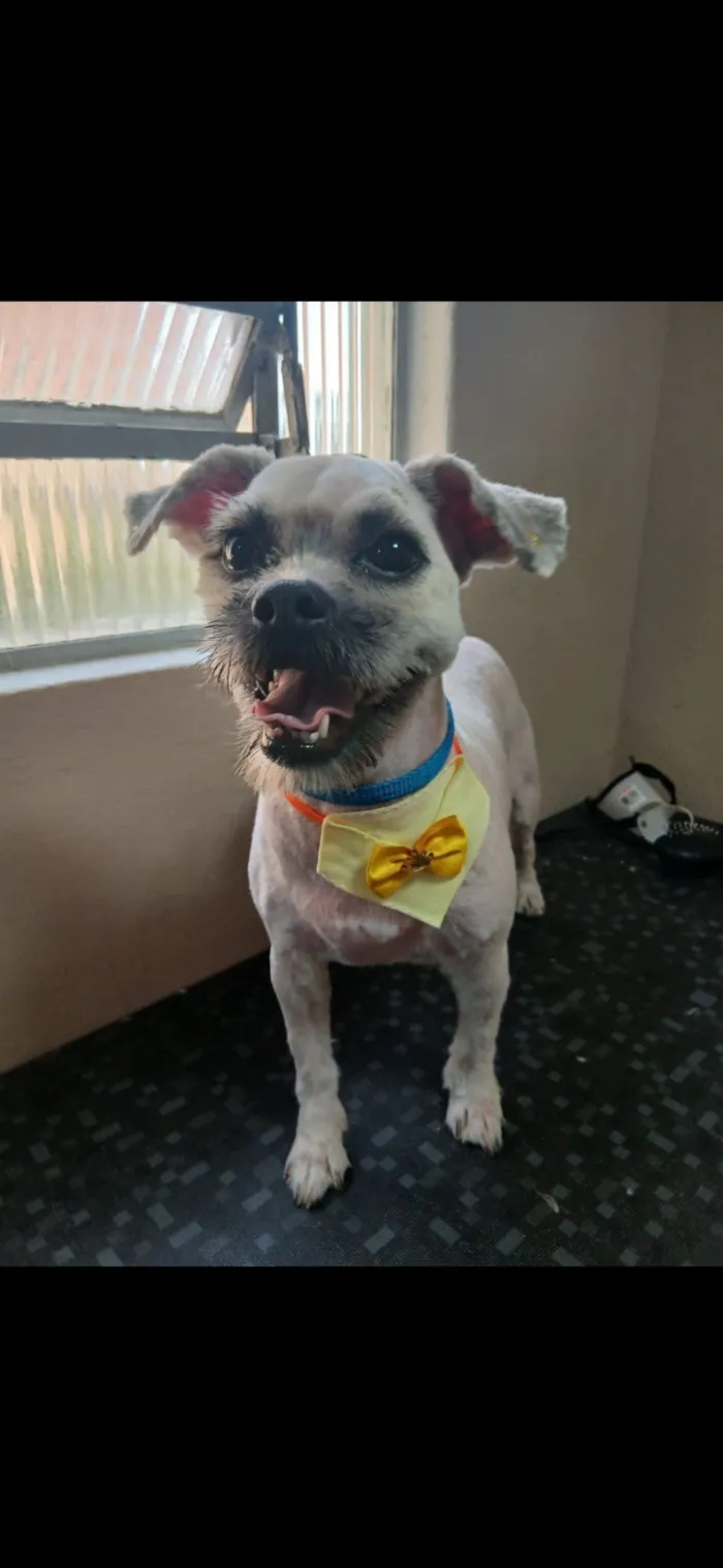 Cachorro raça Lhasa Apso idade 2 anos nome Amora