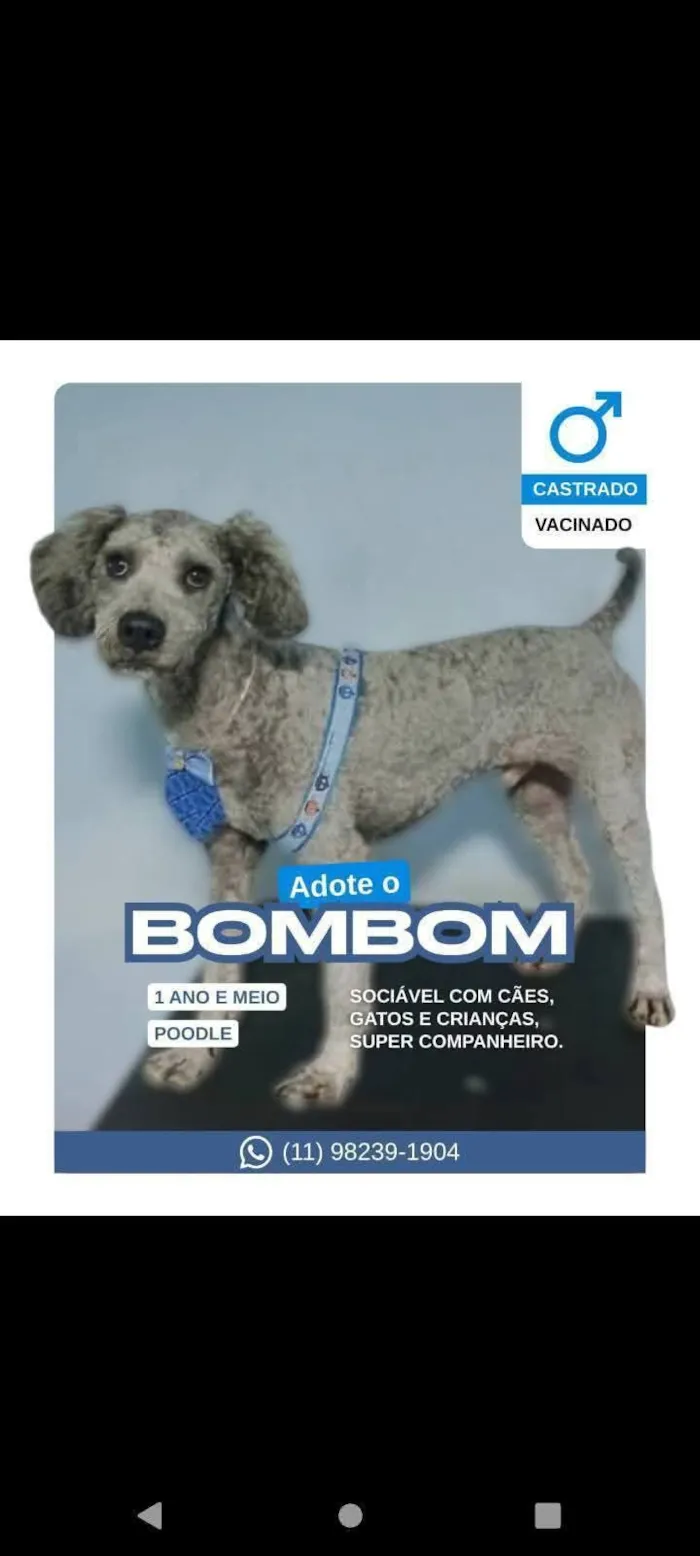 Cachorro raça Poodle idade 2 anos nome Bombom