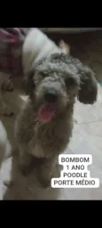 Bombom