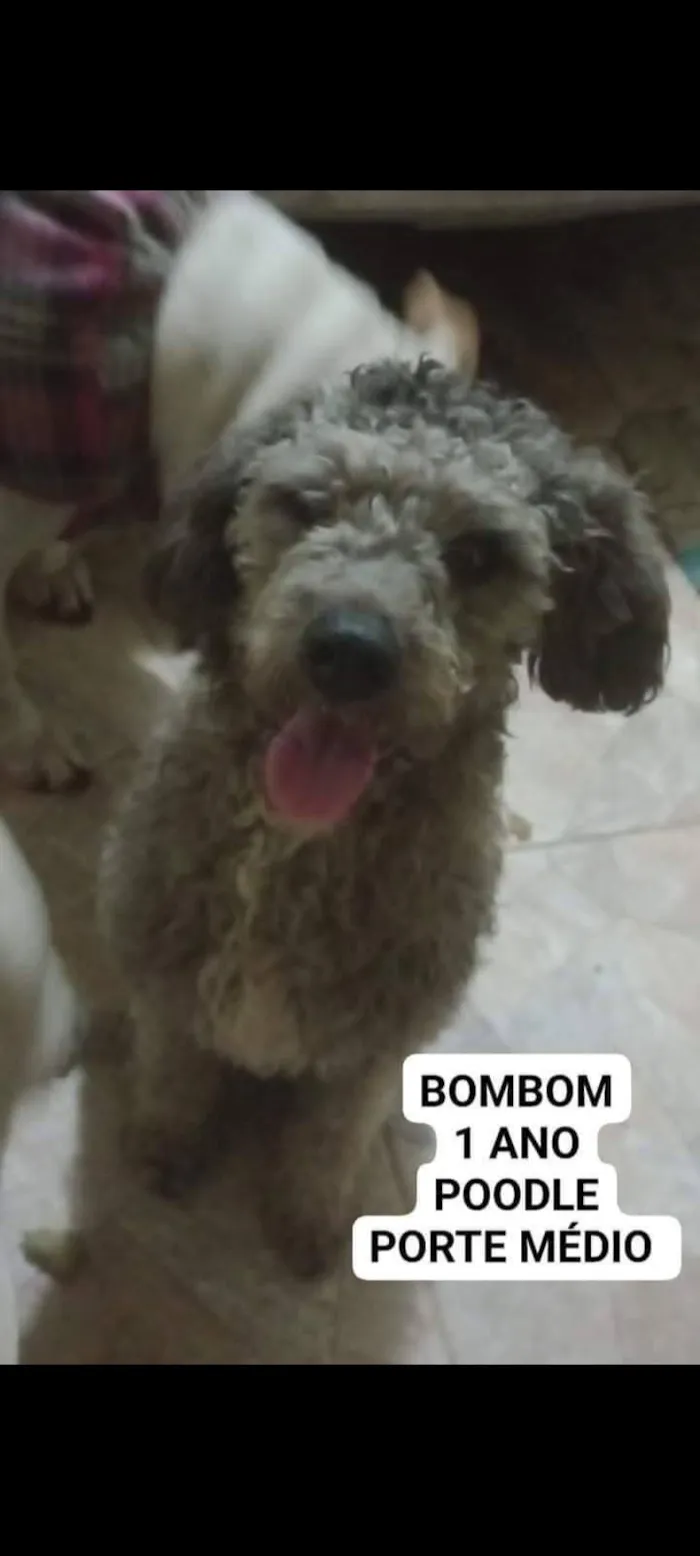 Cachorro raça Poodle idade 2 anos nome Bombom