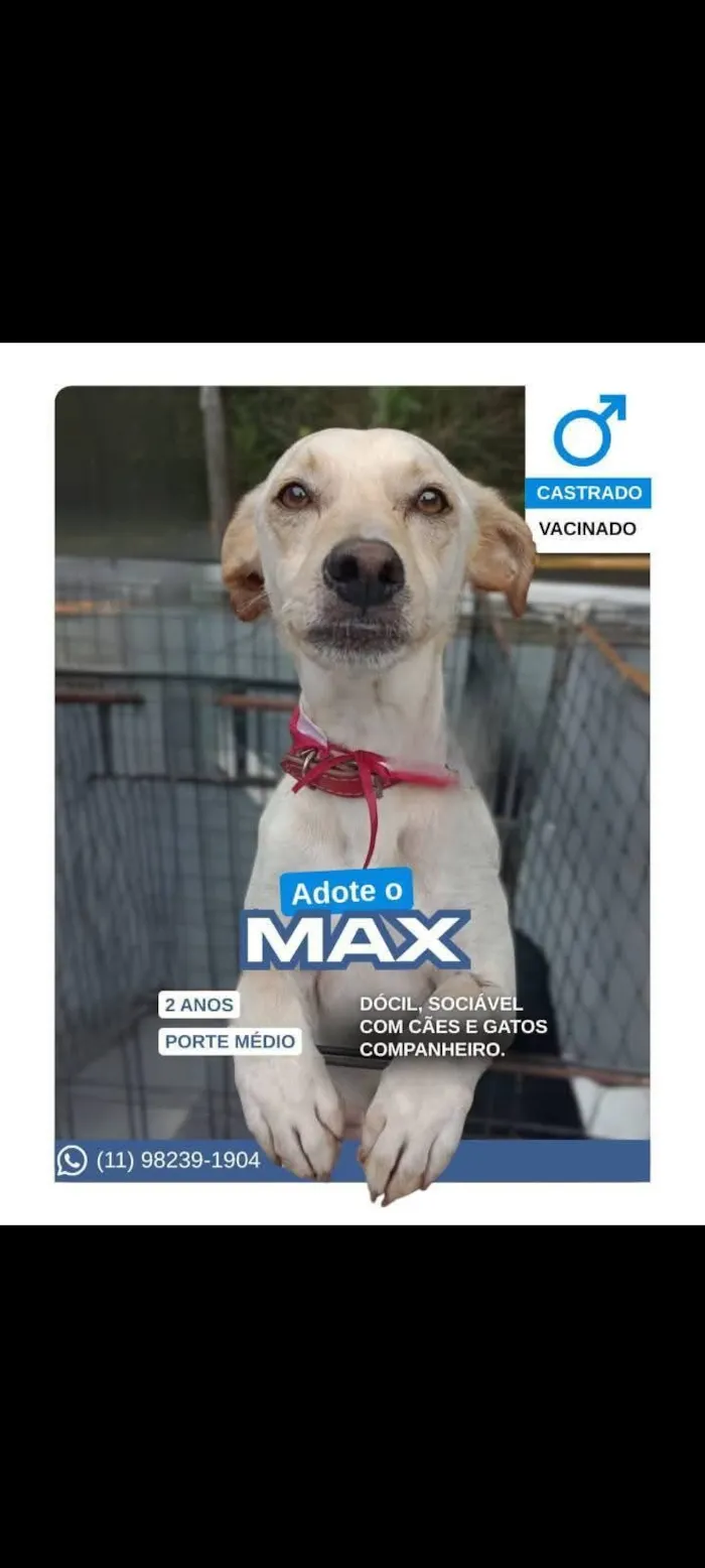 Cachorro raça SRD-ViraLata idade 2 anos nome Max