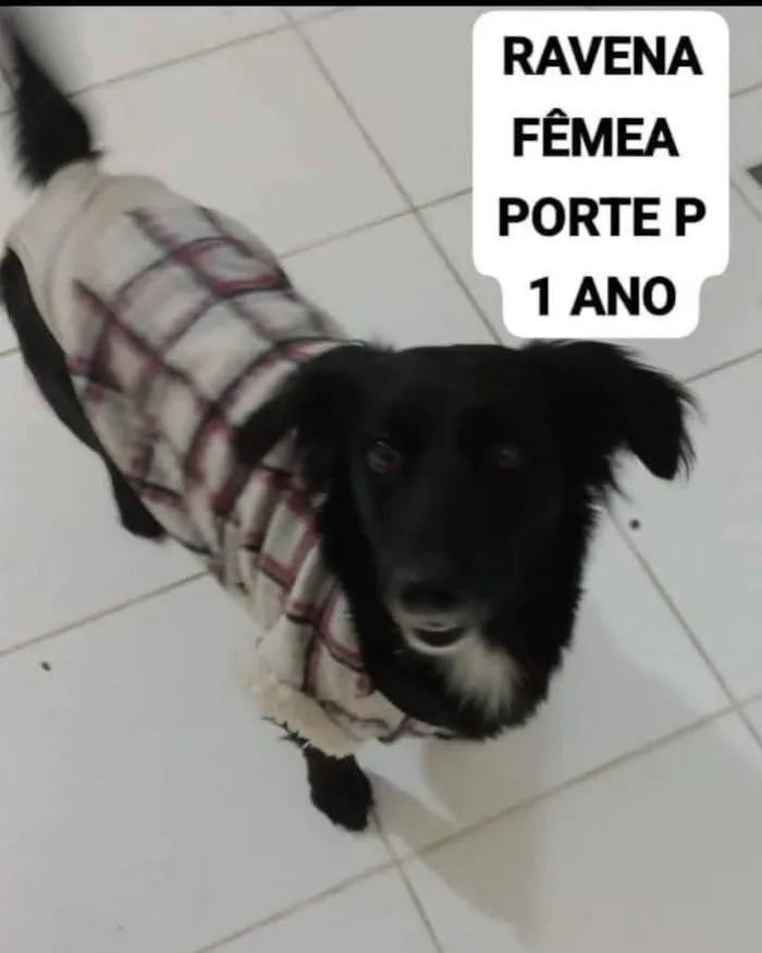 Cachorro raça SRD-ViraLata idade 2 anos nome Ravena
