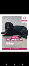 Ravena