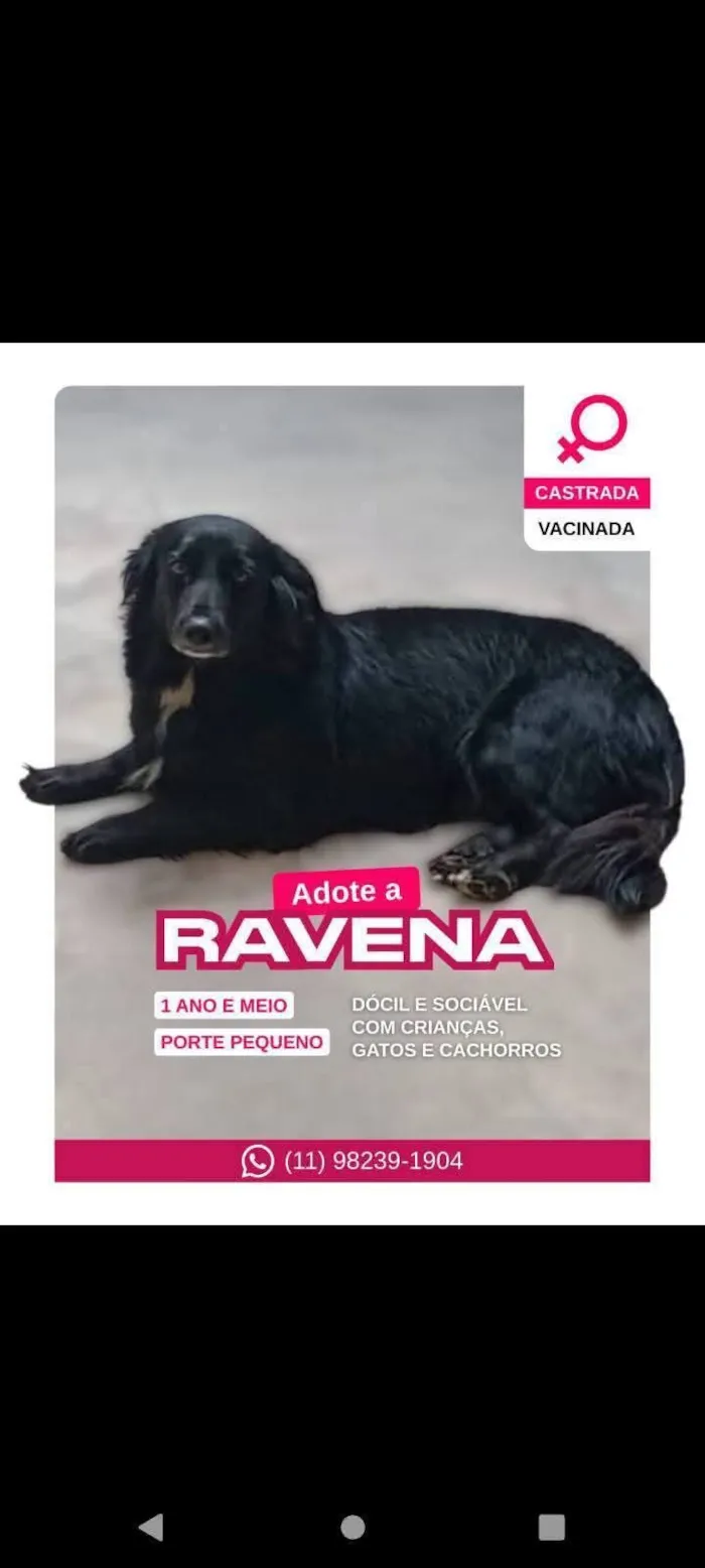 Cachorro raça SRD-ViraLata idade 2 anos nome Ravena