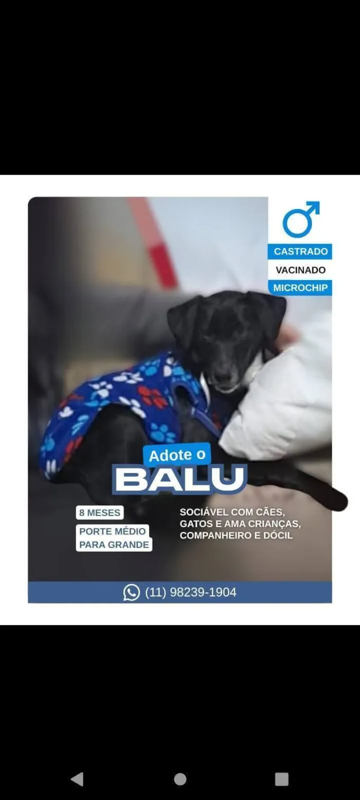 Cachorro raça SRD-ViraLata idade 1 ano nome Balu