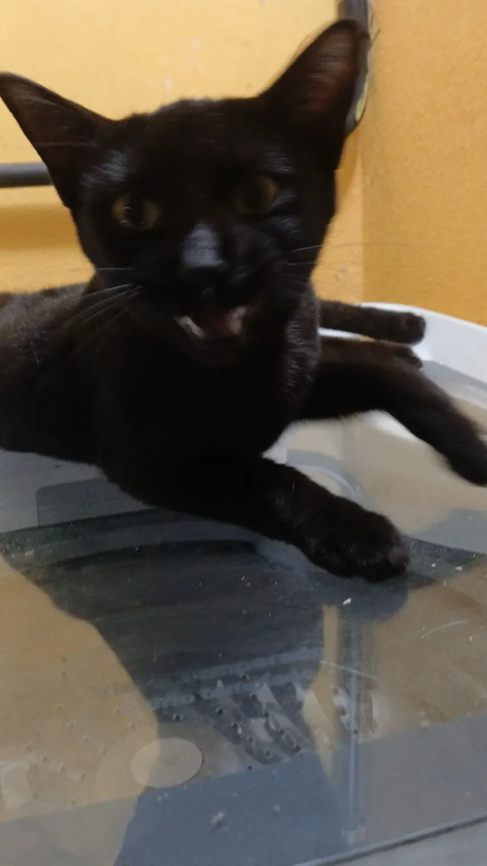 Gato raça SRD-ViraLata idade 1 ano nome Yanna