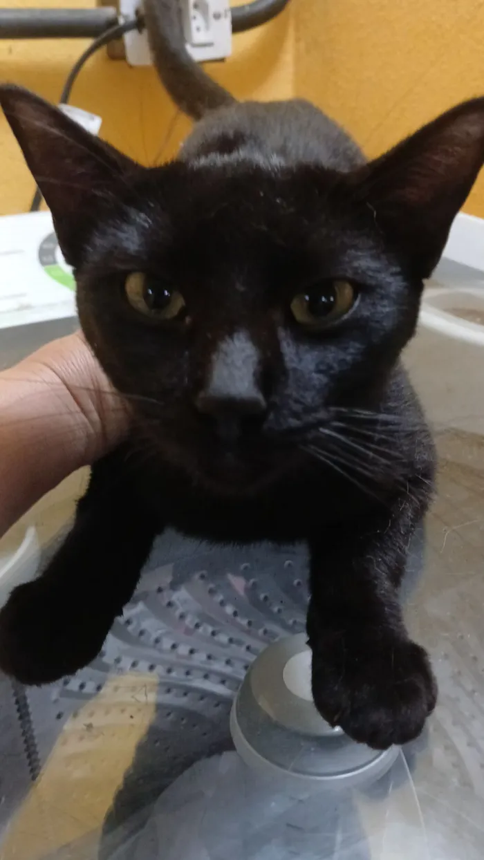 Gato raça SRD-ViraLata idade 1 ano nome Yanna