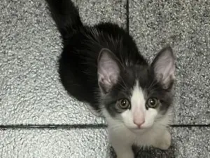 Gato raça SRD-ViraLata idade 2 a 6 meses nome Uvinha 