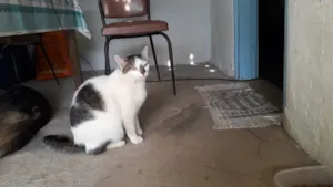 Gato raça SRD-ViraLata idade 3 anos nome CINTIA BARBOSA DA SILVA