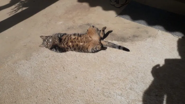 Gato raça SRD-ViraLata idade 3 anos nome CINTIA BARBOSA DA SILVA