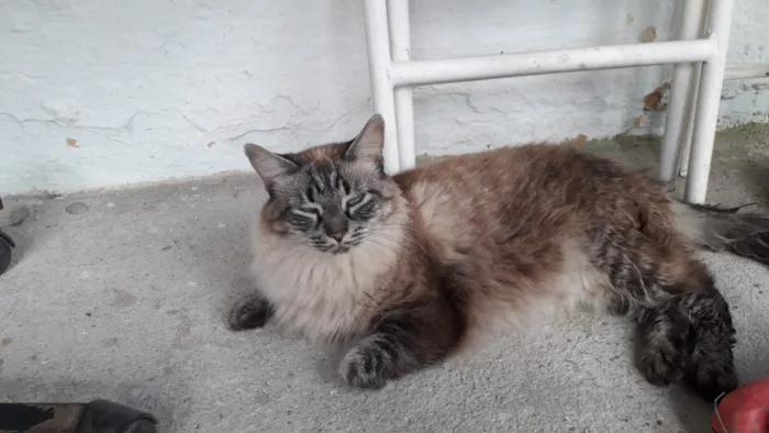 Gato raça SRD-ViraLata idade 3 anos nome CINTIA BARBOSA DA SILVA