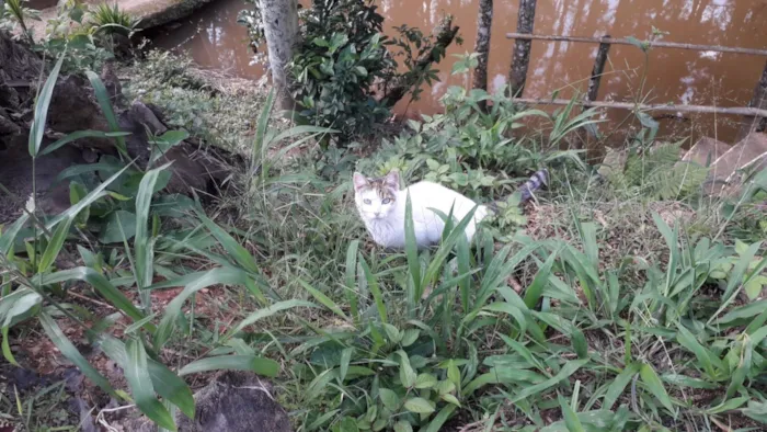 Gato raça SRD-ViraLata idade 3 anos nome CINTIA BARBOSA DA SILVA