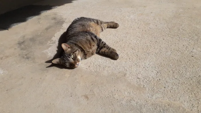 Gato raça SRD-ViraLata idade 3 anos nome CINTIA BARBOSA DA SILVA