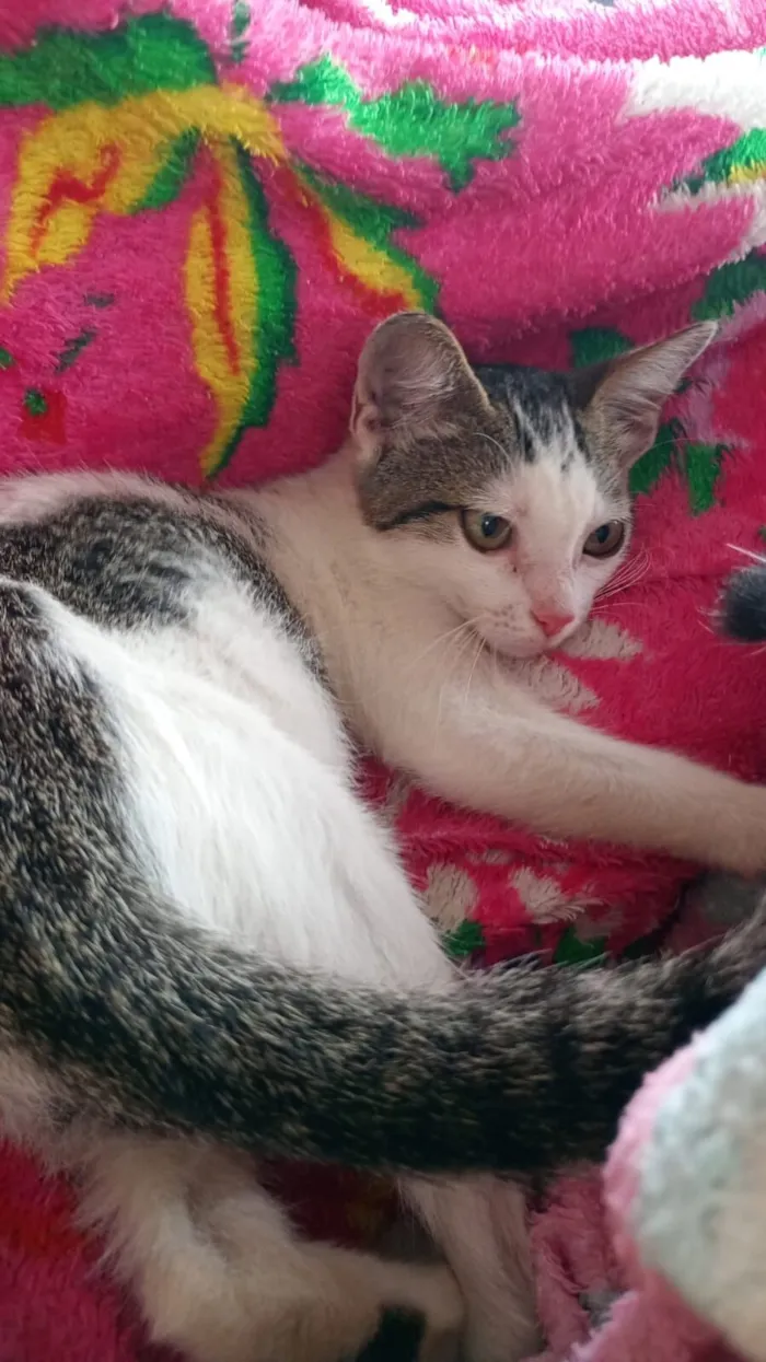 Gato raça SRD-ViraLata idade 2 a 6 meses nome Luna