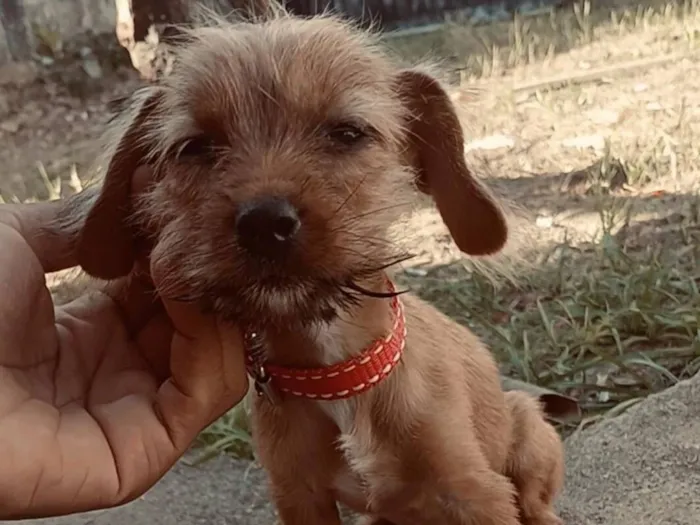 Cachorro raça Shitzu idade 2 a 6 meses nome Virginia 